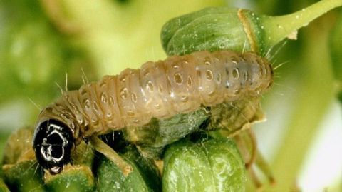 Fycilia permet de lutter contre les tordeuses de la grappe, dont cochylis (ici en photo), les chenilles phytophages et les drosophiles.